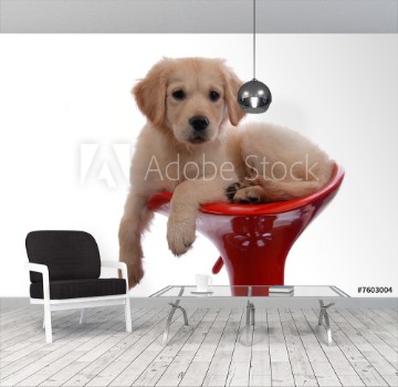 Picture of Hund Dog Doggy Golden Retriver Welpe